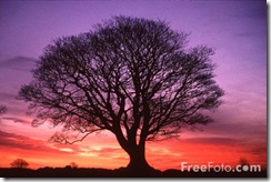 15_19_1---Tree--Sunrise--Northumberland_web