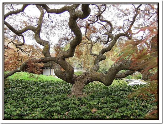 Twist in a Japanese Garden